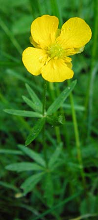 Ranunculus hevellus \ Rathenower Gold-Hahnenfu / Rathenow Goldilocks, D Marktheidenfeld 9.5.2015