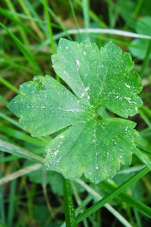 Ranunculus hevellus \ Rathenower Gold-Hahnenfu, D Marktheidenfeld 9.5.2015