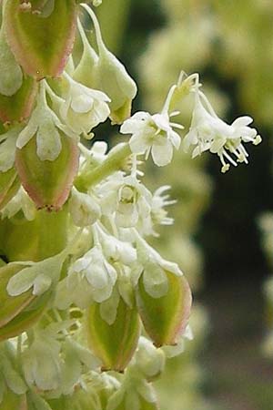 Rheum rhabarbarum \ Rhabarber / Rhubarb, D Zwingenberg am Neckar 31.5.2015