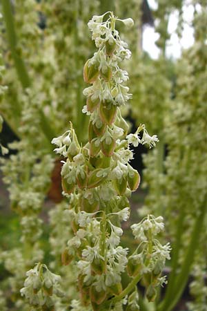 Rheum rhabarbarum \ Rhabarber, D Zwingenberg am Neckar 31.5.2015