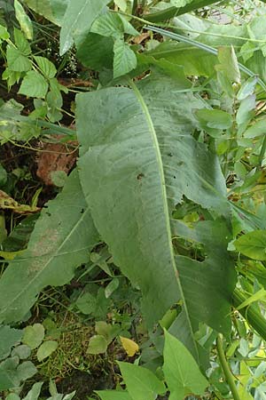 Rumex hydrolapathum \ Flu-Ampfer, Teich-Ampfer / Great Water Dock, D Kleinwallstadt am Main 25.6.2016