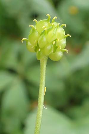 Ranunculus halebardifolius \ Hellebardenblttriger Gold-Hahnenfu, D Dormagen-Delhoven 23.4.2017