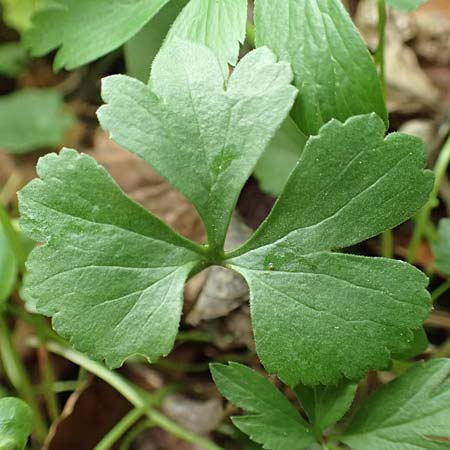 Ranunculus halebardifolius / Halberd-Leaved Goldilocks, D Dormagen-Delhoven 23.4.2017