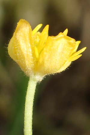 Ranunculus hirsutulus \ Flaum-Gold-Hahnenfu / Fluffy Goldilocks, D Pforzheim 29.4.2017