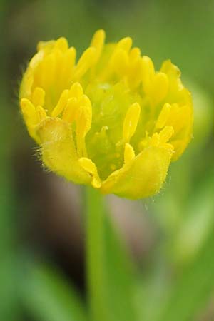 Ranunculus hirsutulus \ Flaum-Gold-Hahnenfu / Fluffy Goldilocks, D Pforzheim 29.4.2017