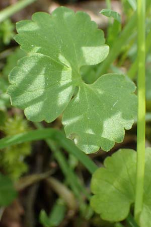 Ranunculus hirsutulus \ Flaum-Gold-Hahnenfu, D Pforzheim 29.4.2017