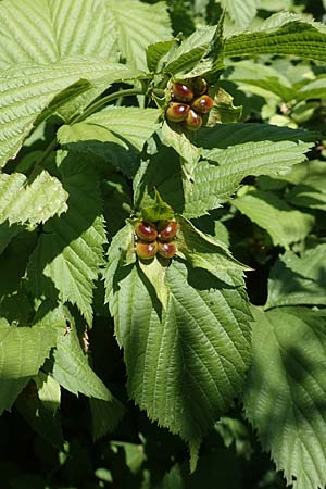 Rhodotypos scandens \ Schnee-Kerrie, D Frankfurt-Schwanheim 20.6.2018