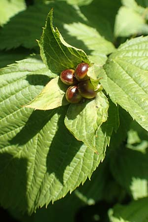 Rhodotypos scandens \ Schnee-Kerrie / Jetbead, D Frankfurt-Schwanheim 20.6.2018