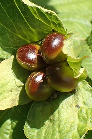 Rhodotypos scandens \ Schnee-Kerrie / Jetbead, D Frankfurt-Schwanheim 20.6.2018