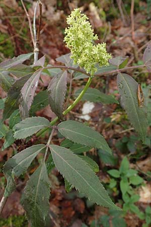 Sambucus racemosa \ Roter Holunder, Trauben-Holunder, D Schalksmühle 25.4.2019