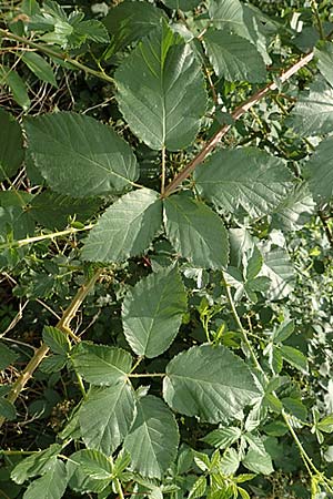 Rubus divaricatus ? \ Sparrige Brombeere, Auseinandergezogene Brombeere, D Herne 27.7.2019
