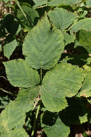 Rubus holandrei \ Grobe Haselblatt-Brombeere, D Eggenstein-Leopoldshafen 18.8.2019