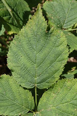 Rubus holandrei \ Grobe Haselblatt-Brombeere / Gross Bramble, D Eggenstein-Leopoldshafen 18.8.2019