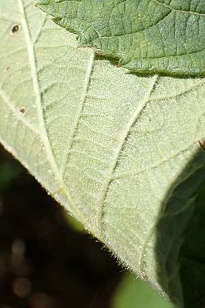 Rubus holandrei \ Grobe Haselblatt-Brombeere / Gross Bramble, D Eggenstein-Leopoldshafen 18.8.2019