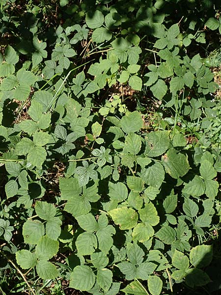 Rubus holandrei \ Grobe Haselblatt-Brombeere, D Eggenstein-Leopoldshafen 18.8.2019