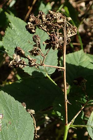 Rubus holandrei \ Grobe Haselblatt-Brombeere / Gross Bramble, D Eggenstein-Leopoldshafen 18.8.2019