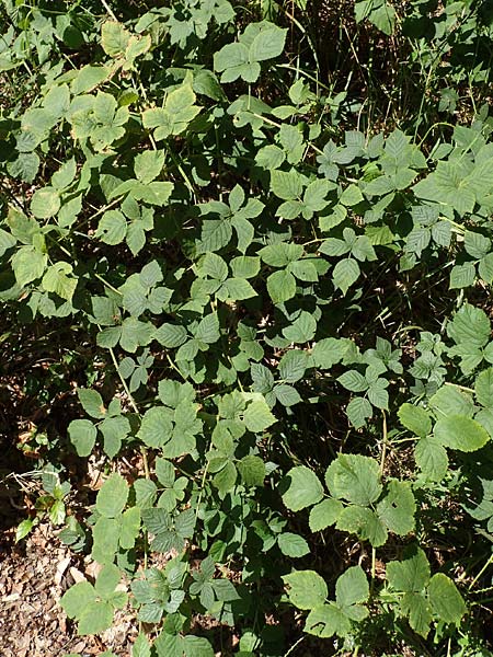 Rubus holandrei \ Grobe Haselblatt-Brombeere / Gross Bramble, D Eggenstein-Leopoldshafen 18.8.2019