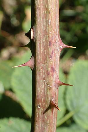 Rubus holandrei \ Grobe Haselblatt-Brombeere / Gross Bramble, D Eggenstein-Leopoldshafen 18.8.2019