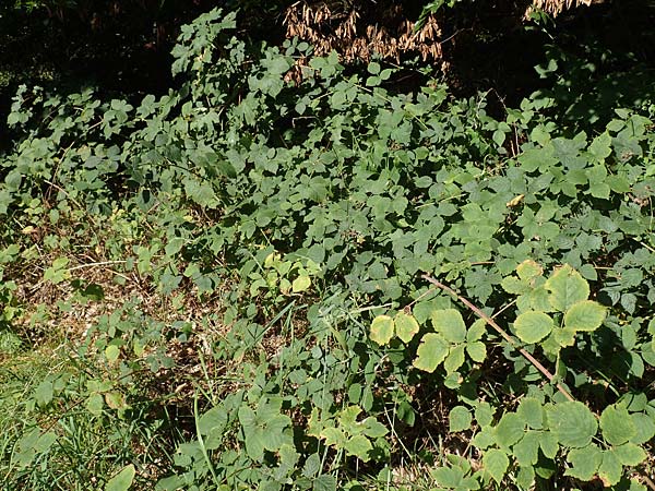 Rubus holandrei \ Grobe Haselblatt-Brombeere / Gross Bramble, D Eggenstein-Leopoldshafen 18.8.2019