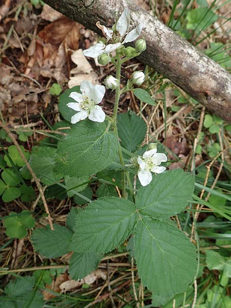 Rubus hermes \ Hermes-Brombeere / Hermes Bramble, D Eifel, Gemünd 9.6.2020