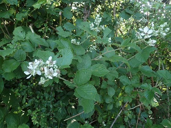 Rubus hassicus \ Hessische Brombeere, D Eidengesäß 20.6.2020