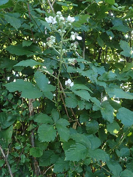 Rubus hassicus \ Hessische Brombeere, D Eidengesäß 20.6.2020
