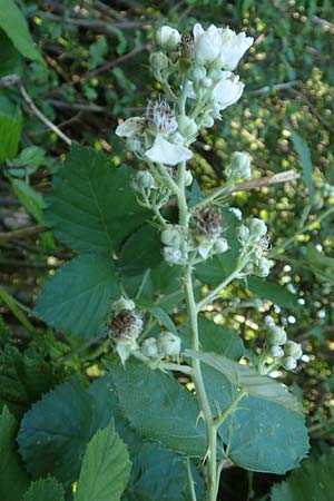 Rubus hassicus \ Hessische Brombeere / Hessian Bramble, D Spessart, Linsengericht-Eidengesäß 20.6.2020