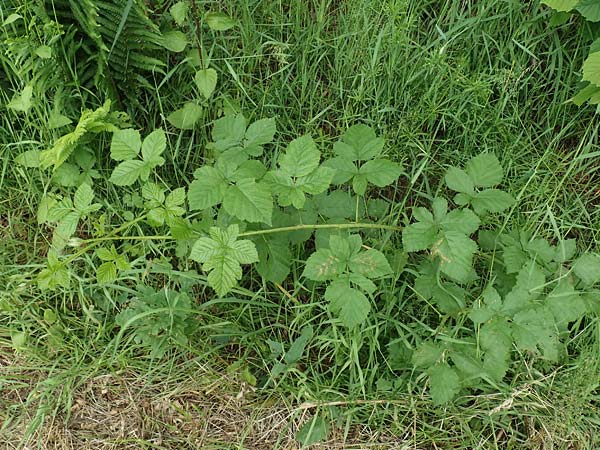 Rubus hadracanthos \ Dickstachelige Haselblatt-Brombeere, D Spessart, Mernes 20.6.2020