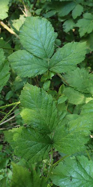 Rubus specE ? \ Haselblatt-Brombeere / Bramble, D Spessart, Obersinn 21.6.2020
