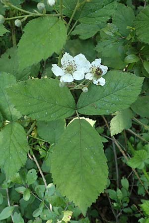 Rubus specE ? \ Haselblatt-Brombeere, D Spessart, Obersinn 21.6.2020