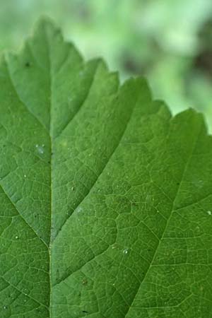 Rubus specE ? \ Haselblatt-Brombeere / Bramble, D Spessart, Obersinn 21.6.2020