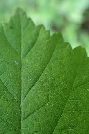 Rubus specE ? \ Haselblatt-Brombeere, D Spessart, Obersinn 21.6.2020