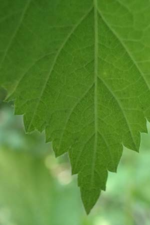 Rubus specE ? \ Haselblatt-Brombeere / Bramble, D Spessart, Obersinn 21.6.2020