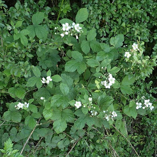 Rubus specE ? \ Haselblatt-Brombeere, D Spessart, Obersinn 21.6.2020