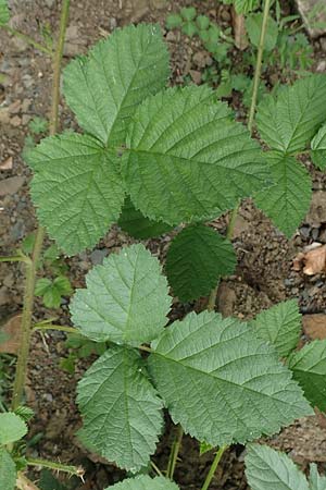 Rubus hadracanthos \ Dickstachelige Haselblatt-Brombeere, D Dillenburg-Donsbach 21.6.2020
