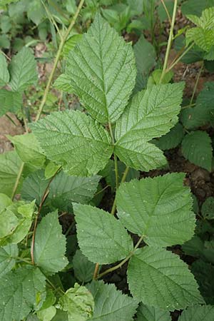 Rubus hadracanthos \ Dickstachelige Haselblatt-Brombeere, D Dillenburg-Donsbach 21.6.2020