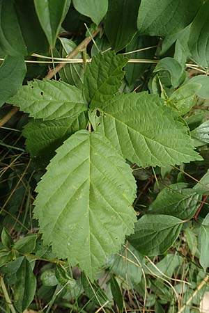 Rubus histrionicus \ Schauspieler-Haselblatt-Brombeere, D Sachsenheim-Häfnerhaslach 24.7.2020