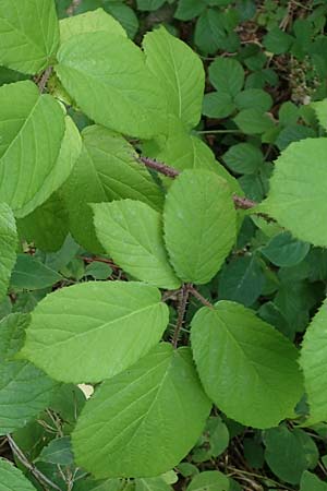 Rubus haeupleri / Haeupler's Bramble, D Willebaldessen 29.7.2020