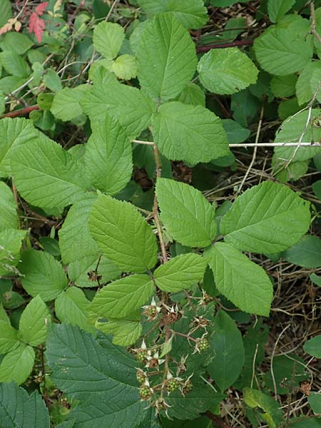 Rubus haeupleri / Haeupler's Bramble, D Willebaldessen 29.7.2020