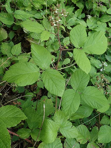 Rubus haeupleri / Haeupler's Bramble, D Willebaldessen 29.7.2020