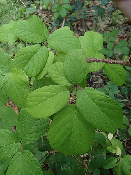 Rubus haeupleri \ Huplers Brombeere, D Willebaldessen 29.7.2020