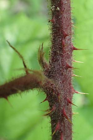 Rubus haeupleri \ Huplers Brombeere, D Willebaldessen 29.7.2020