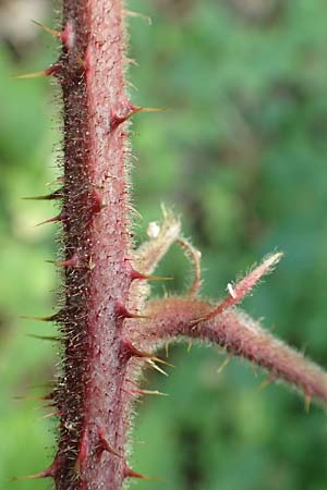 Rubus haeupleri / Haeupler's Bramble, D Willebaldessen 29.7.2020