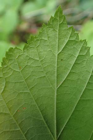 Rubus haeupleri \ Huplers Brombeere / Haeupler's Bramble, D Willebaldessen 29.7.2020