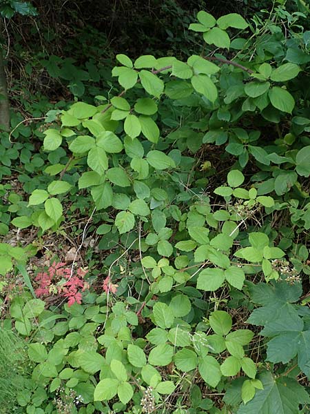 Rubus haeupleri \ Huplers Brombeere, D Willebaldessen 29.7.2020