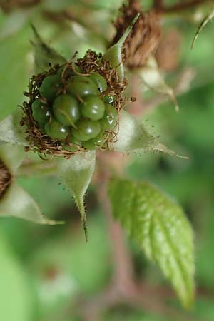 Rubus haeupleri \ Huplers Brombeere / Haeupler's Bramble, D Willebaldessen 29.7.2020