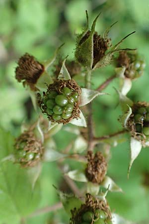 Rubus haeupleri \ Huplers Brombeere, D Willebaldessen 29.7.2020