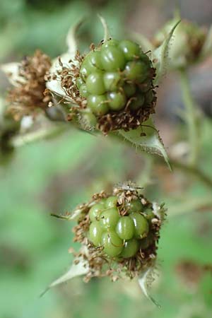 Rubus haeupleri \ Häuplers Brombeere / Haeupler's Bramble, D Willebaldessen 29.7.2020