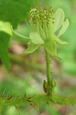 Rubus haeupleri / Haeupler's Bramble, D Willebaldessen 29.7.2020