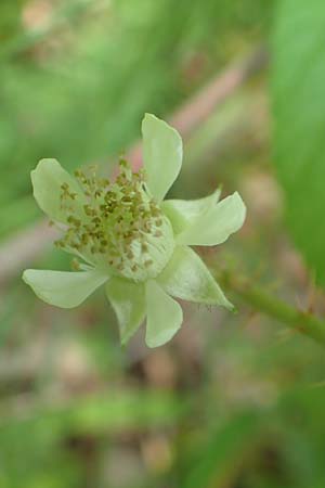 Rubus haeupleri / Haeupler's Bramble, D Willebaldessen 29.7.2020